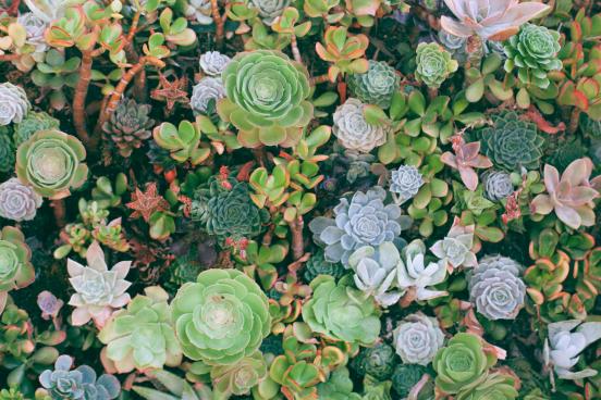 Succulents in the background