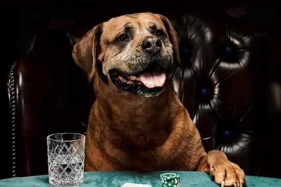 Dog playing poker at a green table