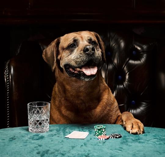 Dog playing poker at a green table