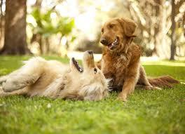 Dogs Playing